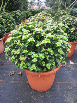 Ilex maserveae Little Rascal Kugel